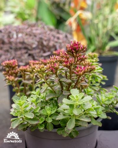 Sédum en pot avec feuilles vertes et bourgeons floraux rougeâtres.